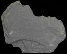 Fossil Graptolites (Didymograptus) - Great Britain #66625-1